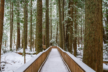A snow covered boardwalk through a forest providing leading lines to draw the viewer into the image.