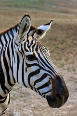 Naklejka na ściany i meble Portrait of African striped coat zebra