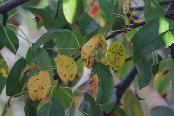 Branches leaves and pear fruits affected by orange rusty spots and horn-shaped growths with spores...
