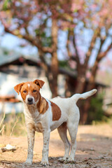 A dog is walking on a street inside a countryside where cherry blossom Sakura trees are planted to decorate the garden. A dog is searching for you on a road lined with beautiful cherry blossom trees.