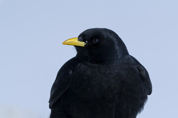 SINGLE BLACK BIRD WITH YELLOW BEAK SILHOUETTE ON TOP OF MOUNTAIN IN THE ALPS