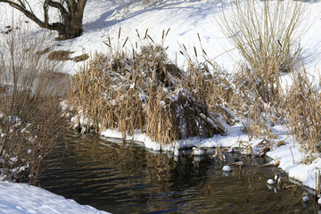 Park and dry grasses on the bank in winter