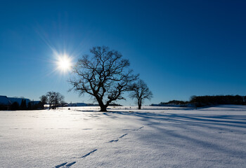 Baum Winter Sonne Eiche Arnsberg Schnee Quercus Frost Sauerland Deutschland Weiher Weitwinkel...