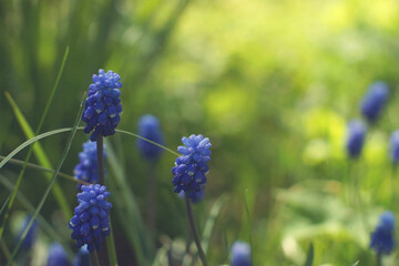 Miskuri flowers with dew on the background of a green lawn