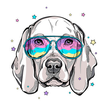 Cute weimaraner dog portrait. Weimaraner in sunglasses. Vector illustration. Stylish image for printing on any surface