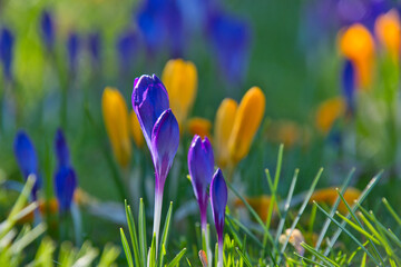 Krokusblüte im Frühling im Breisgau