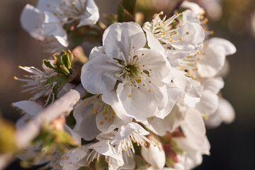 Close up white cherry blossom tree in the spring