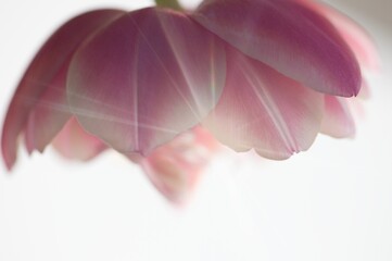 Tulpe in rosa/pink