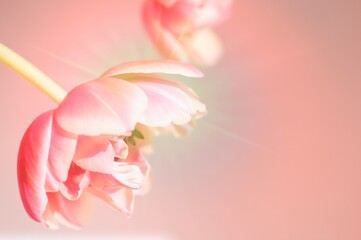 Tulpen in rosa/pink