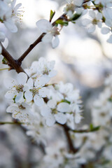 Spring. White flowers on a branch of a blossoming tree