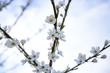 Spring. White flowers on a branch of a blossoming tree