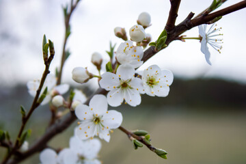 Spring. White flowers on a branch of a blossoming tree