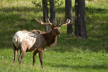 Naklejka na ściany i meble Bull Elk with Anters Making a Shadow on his Back