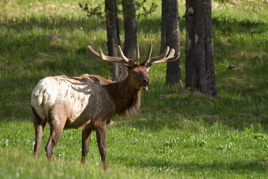 Bull Elk with Anters Making a Shadow on his Back