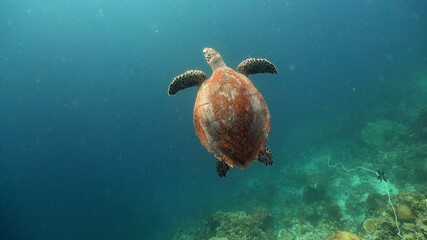 Sea turtle swimming underwater in the sea. Turtle moves its flippers in the ocean under water in the rays of the sun. Wonderful and beautiful underwater world. Diving and snorkeling the tropical sea © Alex Traveler