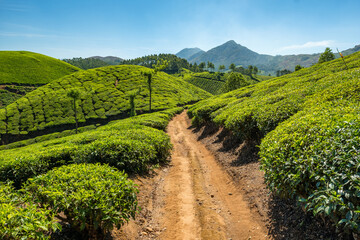 Fototapeta na wymiar Munnar tea plantations in Kerala state, India