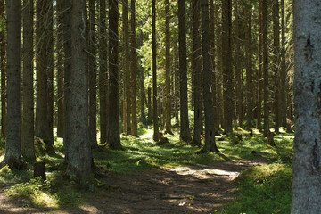 Path in a magical fir forest with moss and roots