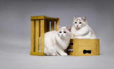 ragdoll