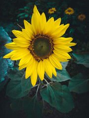 Sunflower, closeup shot of beautiful sunflower with green background.