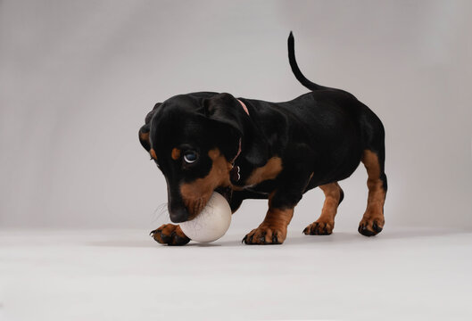 perrro Dachshund bebe