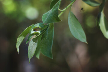Red ladybug hid on a green tree leaf
