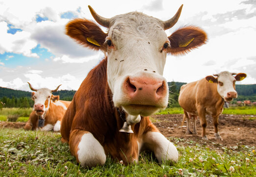 close up on cow in pasture