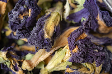Dried clitoria ternatea, commonly known as Asian pigeonwings, bluebellvine, blue pea, butterfly pea, cordofan pea and Darwin pea close up. Macro photo