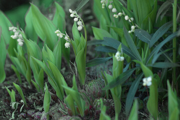 Small lilies of the valley, artificially bred with low height