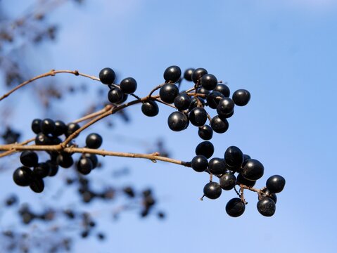 Privet Bush With Black,round Fruits Close Up