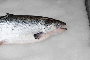 chilled fresh trout (salmon fish) on ice in a store or market, with shallow depth of field, top view, close up	
