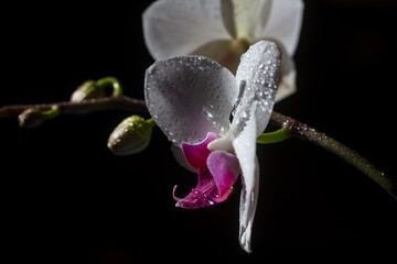 Orchid flower. Decorative plant isolated on black background. Phalaenopsis growing. Floral concept.