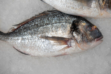 fresh chilled gilt-head (sea) bream (Sparus aurata), called Orata (Dorada) on ice in a grocery store or market, with a shallow depth of field, top view, close up