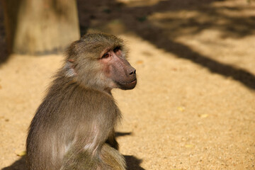 Portrait of Old World hamadryas baboon adult female monkey