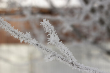 Winter. Frost. Frozen trees. Beautiful landscape