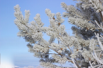 Winter. Frost. Frozen trees. Beautiful landscape