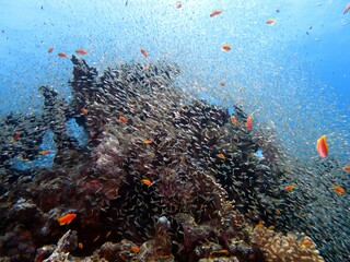 Fototapeta na wymiar scuba divers on the coral reef