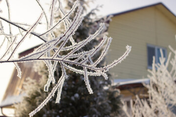 Winter. Frost. Frozen trees. Beautiful landscape
