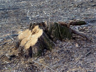 stump after high,old tree as devasting flora