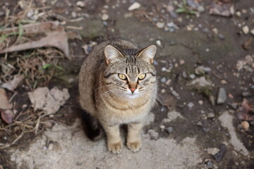Fototapeta premium cat in the garden