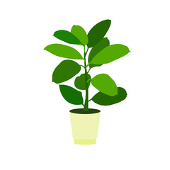 Flower Pot ficus in pot icon art design element stock vector illustration for web, for print, for flower shop, for packaging design