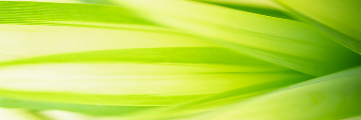 Abstract blurred of green leaf nature using as background natural plants, ecology cover page concept.
