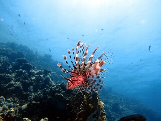 coral reef with fish