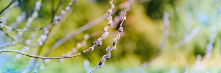 Spring branches of pussy willow on colorful blurred background. Beautiful panoramic scenery