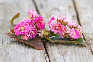 kalanchoe flower on wooden background