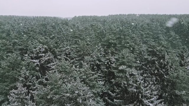 Snowflakes slowly fall in front of the forest, snowfall, winter weather, slow aerial panorama over a winter forest landscape 4K