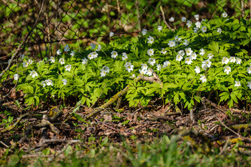 small white spring flowers on green wet background surface