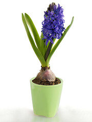 lila hyacinth growing at spring close up