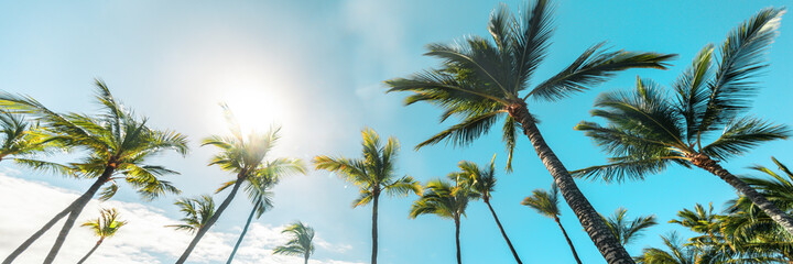 Summer beach background palm trees against blue sky banner panorama, tropical Caribbean travel...