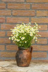 vase with chamomile flowers