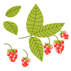A branch of raspberries, individual berries and leaves. Vector illustration of berries in the flat style.